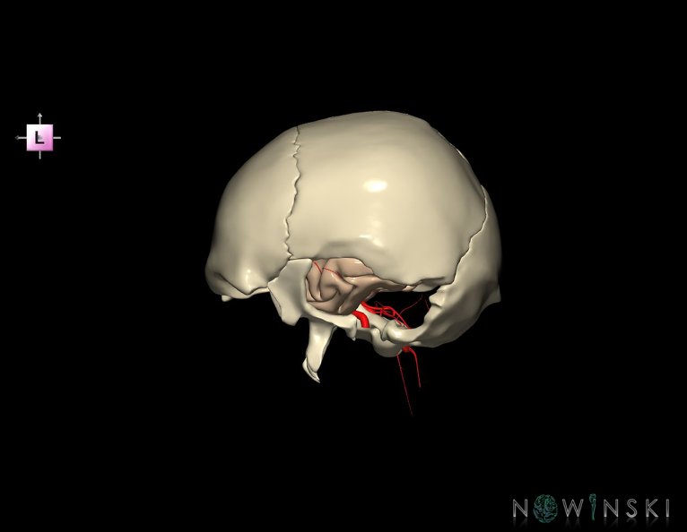 G8.T3.1-15.2-22.2_22.5.9.V2.C1.L0.Cerebrum-Intracranial_arteries-Neurocranium-No_temporal_bone.tiff