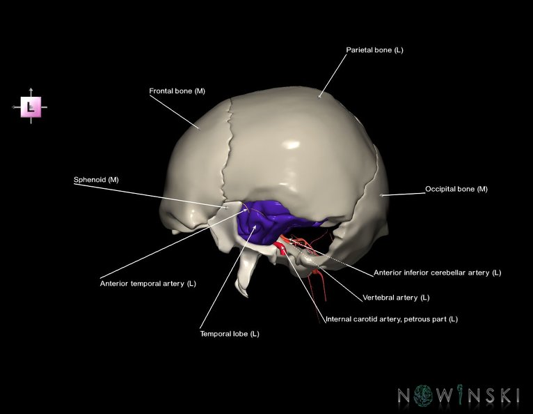 G8.T3.1-15.2-22.2_22.5.9.V2.C2.L1.Cerebrum-Intracranial_arteries-Neurocranium-No_temporal_bone.tiff