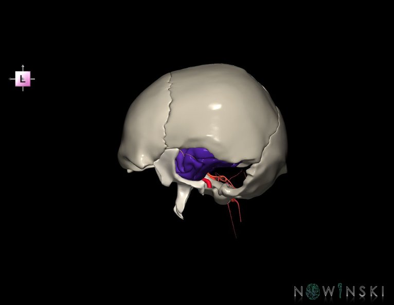 G8.T3.1-15.2-22.2_22.5.9.V2.C3-2.L0.Cerebrum-Intracranial_arteries-Neurocranium-No_temporal_bone.tiff