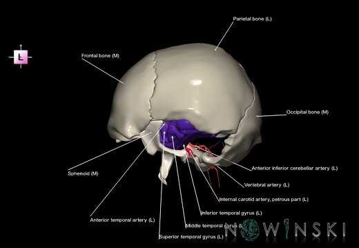 G8.T3.1-15.2-22.2 22.5.9.V2.C3-2.L1.Cerebrum-Intracranial arteries-Neurocranium-No temporal bone