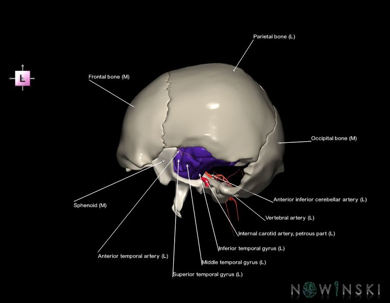 G8.T3.1-15.2-22.2_22.5.9.V2.C3-2.L1.Cerebrum-Intracranial_arteries-Neurocranium-No_temporal_bone.tiff