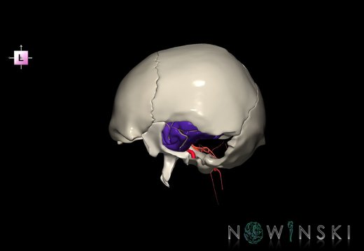 G8.T3.1-15.2-22.2 22.5.9.V2.C4-2.L0.Cerebrum-Intracranial arteries-Neurocranium-No temporal bone