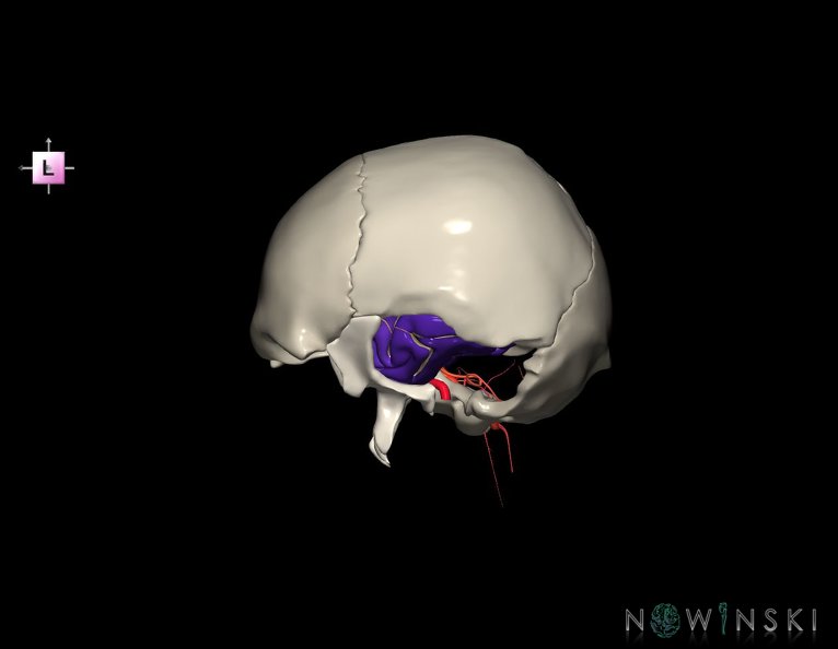 G8.T3.1-15.2-22.2_22.5.9.V2.C4-2.L0.Cerebrum-Intracranial_arteries-Neurocranium-No_temporal_bone.tiff