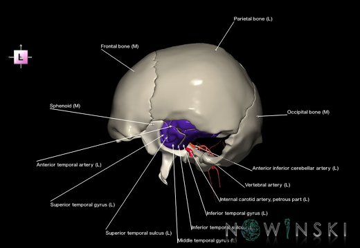 G8.T3.1-15.2-22.2 22.5.9.V2.C4-2.L1.Cerebrum-Intracranial arteries-Neurocranium-No temporal bone