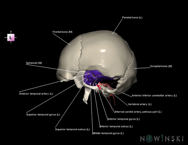 G8.T3.1-15.2-22.2_22.5.9.V2.C4-2.L1.Cerebrum-Intracranial_arteries-Neurocranium-No_temporal_bone.tiff