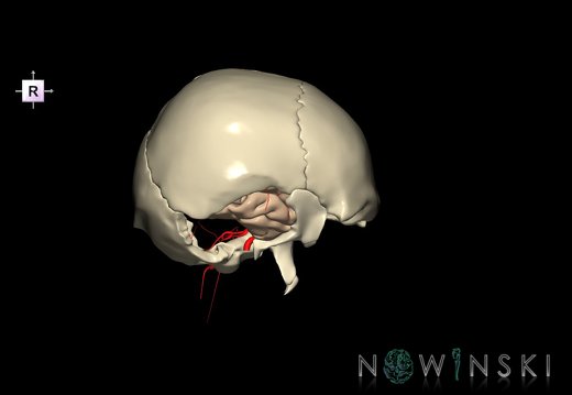 G8.T3.1-15.2-22.2 22.5.9.V4.C1.L0.Cerebrum-Intracranial arteries-Neurocranium-No temporal bone