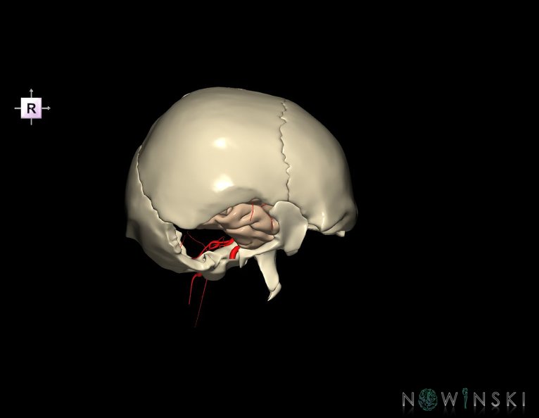 G8.T3.1-15.2-22.2_22.5.9.V4.C1.L0.Cerebrum-Intracranial_arteries-Neurocranium-No_temporal_bone.tiff