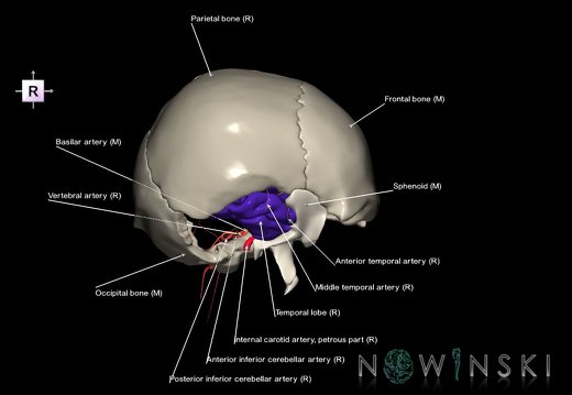 G8.T3.1-15.2-22.2 22.5.9.V4.C2.L1.Cerebrum-Intracranial arteries-Neurocranium-No temporal bone