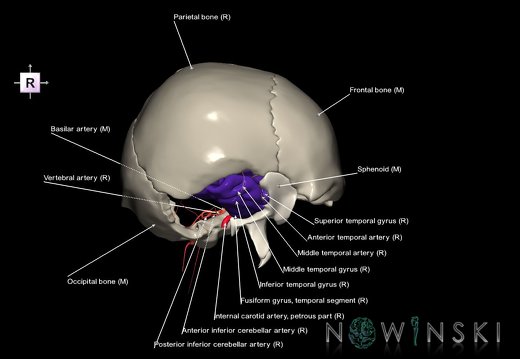 G8.T3.1-15.2-22.2 22.5.9.V4.C3-2.L1.Cerebrum-Intracranial arteries-Neurocranium-No temporal bone