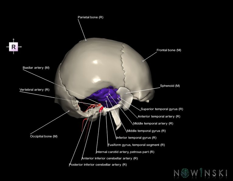 G8.T3.1-15.2-22.2_22.5.9.V4.C3-2.L1.Cerebrum-Intracranial_arteries-Neurocranium-No_temporal_bone.tiff