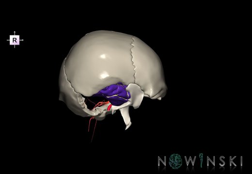 G8.T3.1-15.2-22.2 22.5.9.V4.C4-2.L0.Cerebrum-Intracranial arteries-Neurocranium-No temporal bone