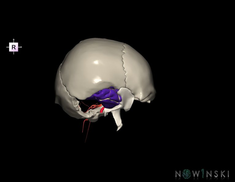 G8.T3.1-15.2-22.2_22.5.9.V4.C4-2.L0.Cerebrum-Intracranial_arteries-Neurocranium-No_temporal_bone.tiff