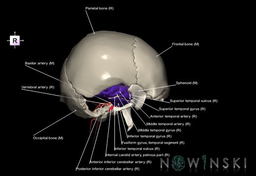 G8.T3.1-15.2-22.2 22.5.9.V4.C4-2.L1.Cerebrum-Intracranial arteries-Neurocranium-No temporal bone