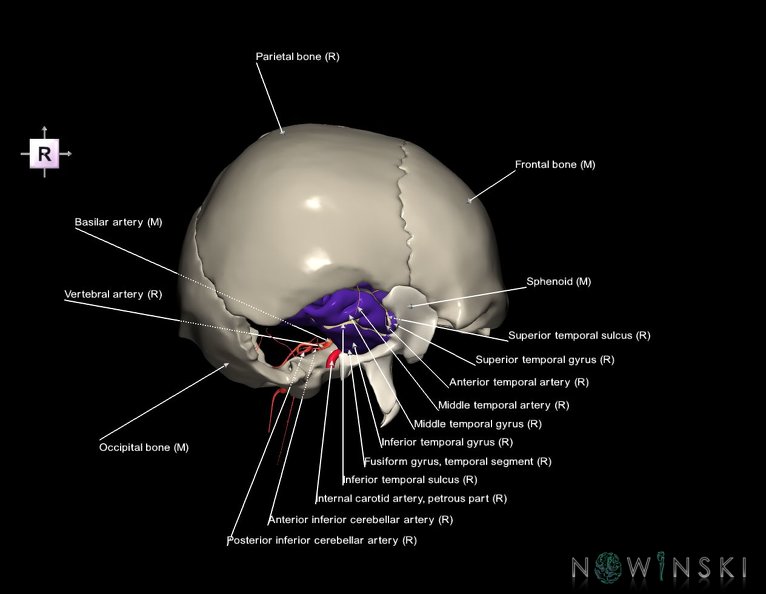 G8.T3.1-15.2-22.2_22.5.9.V4.C4-2.L1.Cerebrum-Intracranial_arteries-Neurocranium-No_temporal_bone.tiff