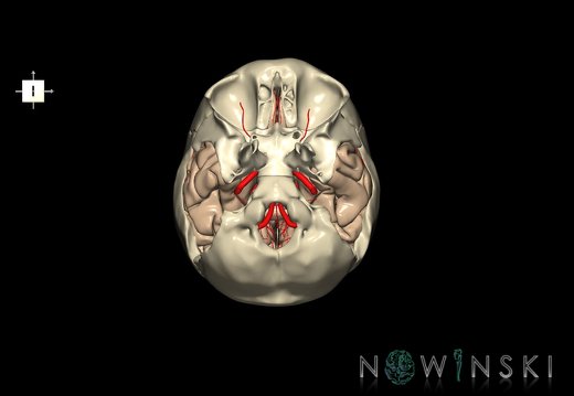 G8.T3.1-15.2-22.2 22.5.9.V6.C1.L0.Cerebrum-Intracranial arteries-Neurocranium-No temporal bone