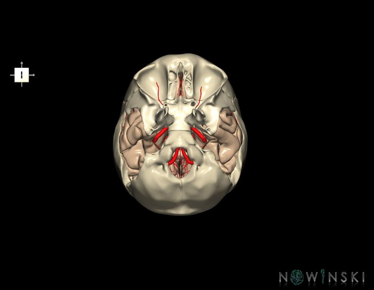 G8.T3.1-15.2-22.2_22.5.9.V6.C1.L0.Cerebrum-Intracranial_arteries-Neurocranium-No_temporal_bone.tiff
