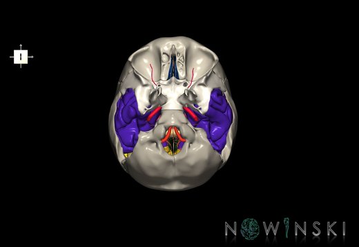 G8.T3.1-15.2-22.2 22.5.9.V6.C2.L0.Cerebrum-Intracranial arteries-Neurocranium-No temporal bone