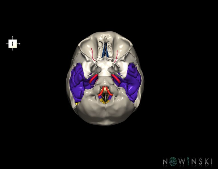 G8.T3.1-15.2-22.2_22.5.9.V6.C2.L0.Cerebrum-Intracranial_arteries-Neurocranium-No_temporal_bone.tiff