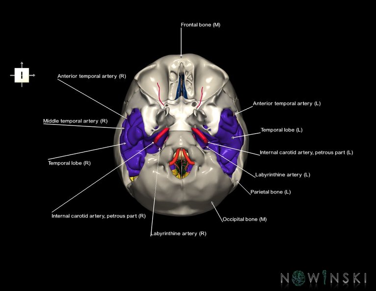 G8.T3.1-15.2-22.2_22.5.9.V6.C2.L1.Cerebrum-Intracranial_arteries-Neurocranium-No_temporal_bone.tiff