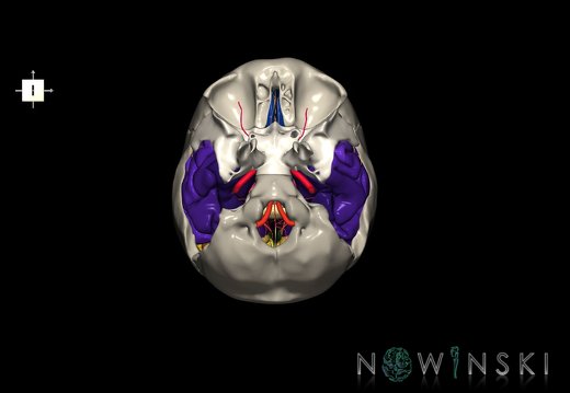 G8.T3.1-15.2-22.2 22.5.9.V6.C3-2.L0.Cerebrum-Intracranial arteries-Neurocranium-No temporal bone