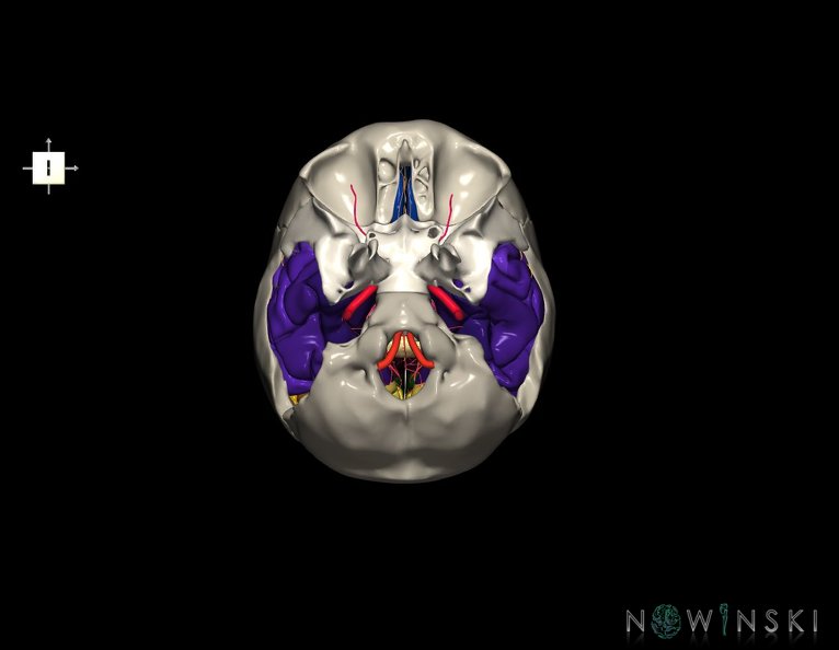 G8.T3.1-15.2-22.2_22.5.9.V6.C3-2.L0.Cerebrum-Intracranial_arteries-Neurocranium-No_temporal_bone.tiff