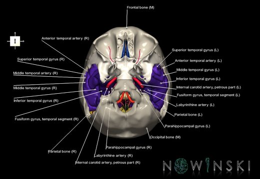 G8.T3.1-15.2-22.2 22.5.9.V6.C3-2.L1.Cerebrum-Intracranial arteries-Neurocranium-No temporal bone