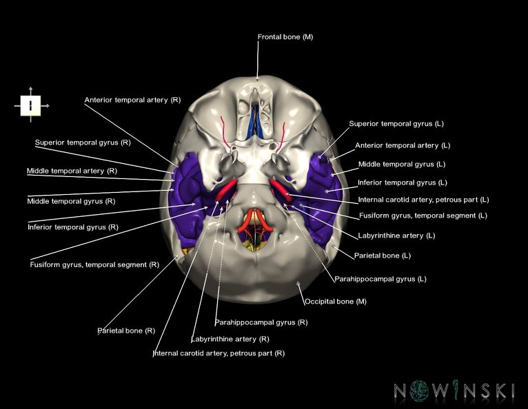 G8.T3.1-15.2-22.2_22.5.9.V6.C3-2.L1.Cerebrum-Intracranial_arteries-Neurocranium-No_temporal_bone.tiff