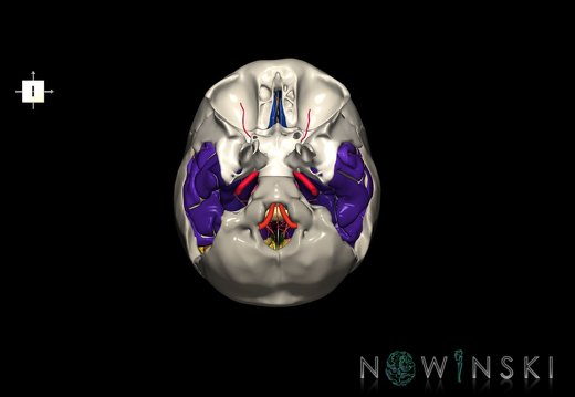 G8.T3.1-15.2-22.2 22.5.9.V6.C4-2.L0.Cerebrum-Intracranial arteries-Neurocranium-No temporal bone