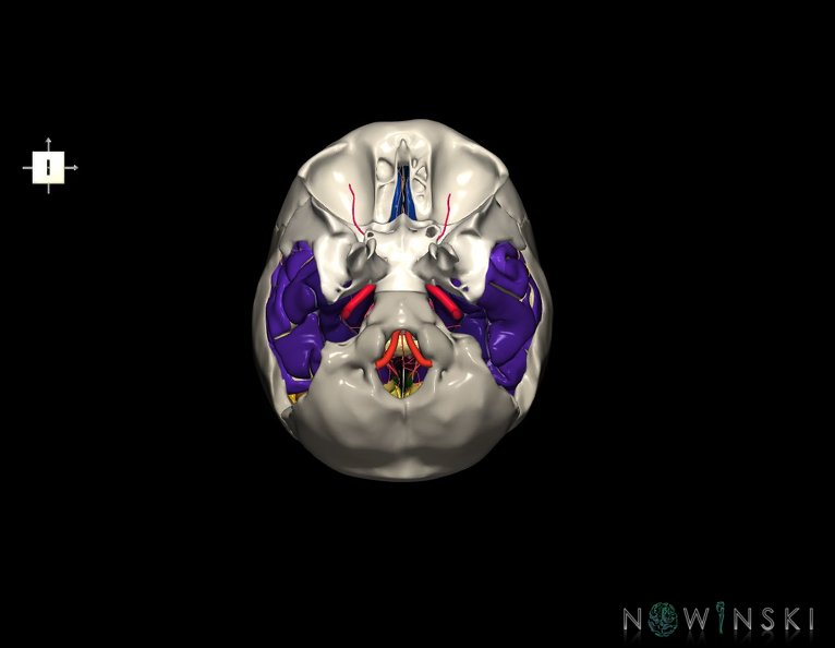 G8.T3.1-15.2-22.2_22.5.9.V6.C4-2.L0.Cerebrum-Intracranial_arteries-Neurocranium-No_temporal_bone.tiff