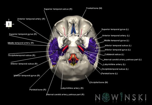 G8.T3.1-15.2-22.2 22.5.9.V6.C4-2.L1.Cerebrum-Intracranial arteries-Neurocranium-No temporal bone