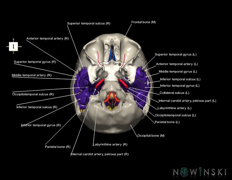 G8.T3.1-15.2-22.2_22.5.9.V6.C4-2.L1.Cerebrum-Intracranial_arteries-Neurocranium-No_temporal_bone.tiff