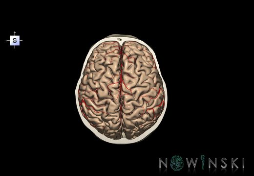 G8.T3.1-15.2-22.2 22.6.V5.C1.L0.Cerebrum-Intracranial arteries-Neurocranium-No skull top