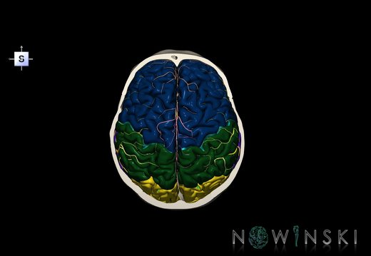 G8.T3.1-15.2-22.2 22.6.V5.C2.L0.Cerebrum-Intracranial arteries-Neurocranium-No skull top