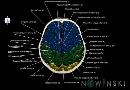 G8.T3.1-15.2-22.2 22.6.V5.C2.L1.Cerebrum-Intracranial arteries-Neurocranium-No skull top