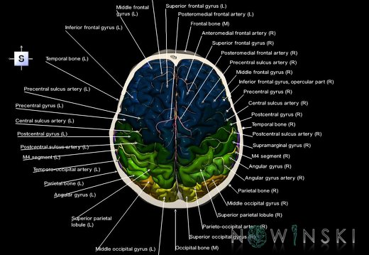 G8.T3.1-15.2-22.2 22.6.V5.C3-2.L1.Cerebrum-Intracranial arteries-Neurocranium-No skull top