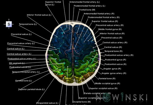 G8.T3.1-15.2-22.2 22.6.V5.C4-2.L1.Cerebrum-Intracranial arteries-Neurocranium-No skull top