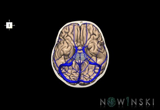 G8.T3.1-16.1-22.2 22.3.V6.C1.L0.Cerebrum-Intracranial venous system-Neurocranium-No skull base