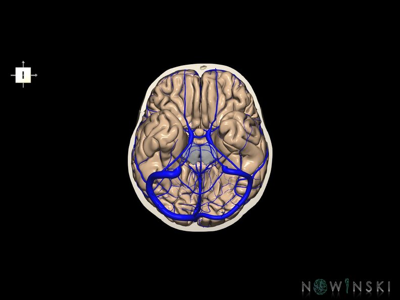 G8.T3.1-16.1-22.2 22.3.V6.C1.L0.Cerebrum-Intracranial venous system-Neurocranium-No skull base