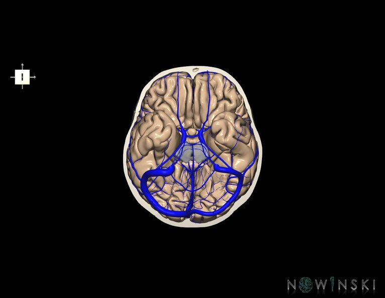 G8.T3.1-16.1-22.2_22.3.V6.C1.L0.Cerebrum-Intracranial_venous_system-Neurocranium-No_skull_base.tiff