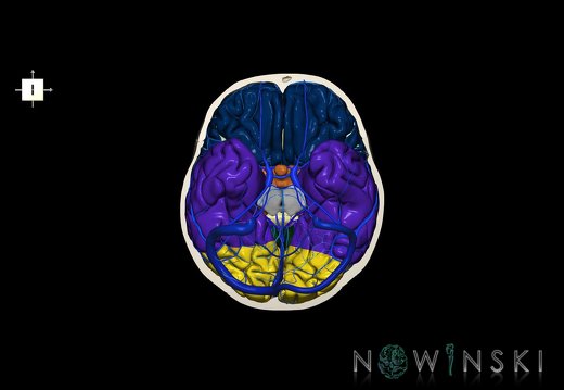 G8.T3.1-16.1-22.2 22.3.V6.C2.L0.Cerebrum-Intracranial venous system-Neurocranium-No skull base