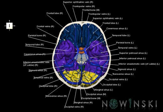 G8.T3.1-16.1-22.2 22.3.V6.C2.L1.Cerebrum-Intracranial venous system-Neurocranium-No skull base