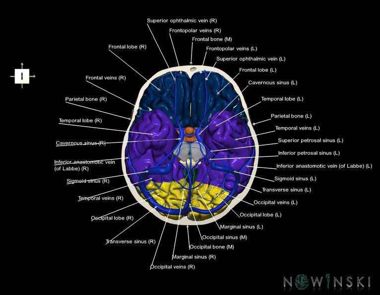 G8.T3.1-16.1-22.2_22.3.V6.C2.L1.Cerebrum-Intracranial_venous_system-Neurocranium-No_skull_base.tiff