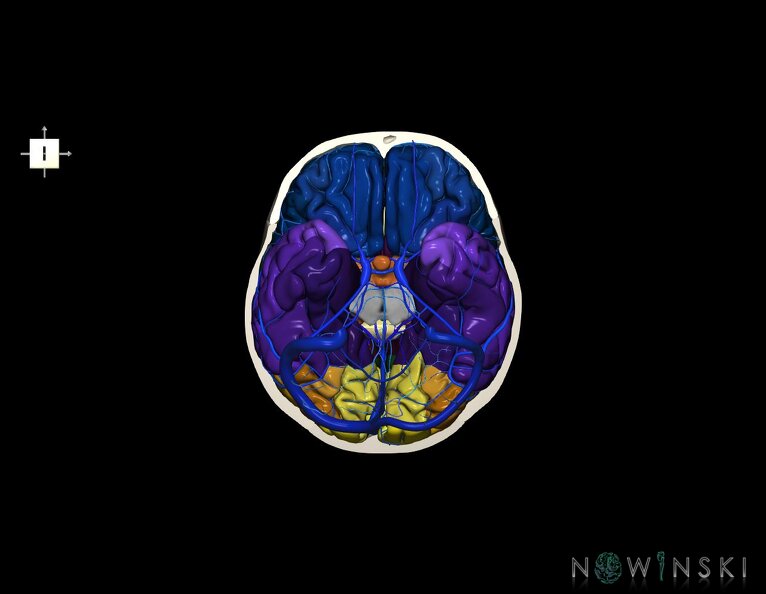 G8.T3.1-16.1-22.2_22.3.V6.C3-2.L0.Cerebrum-Intracranial_venous_system-Neurocranium-No_skull_base.tiff