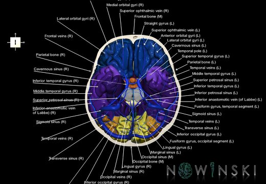 G8.T3.1-16.1-22.2 22.3.V6.C3-2.L1.Cerebrum-Intracranial venous system-Neurocranium-No skull base