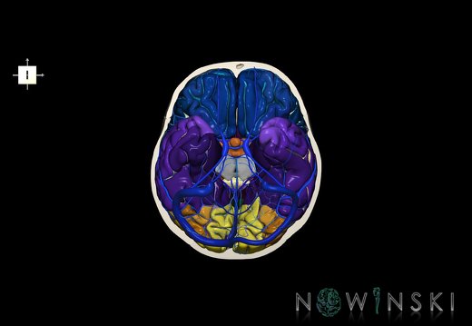 G8.T3.1-16.1-22.2 22.3.V6.C4-2.L0.Cerebrum-Intracranial venous system-Neurocranium-No skull base