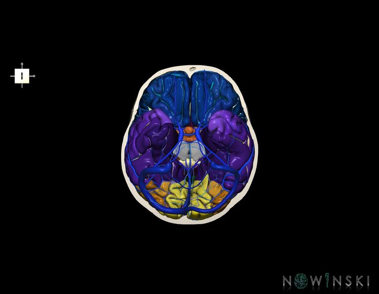 G8.T3.1-16.1-22.2_22.3.V6.C4-2.L0.Cerebrum-Intracranial_venous_system-Neurocranium-No_skull_base.tiff