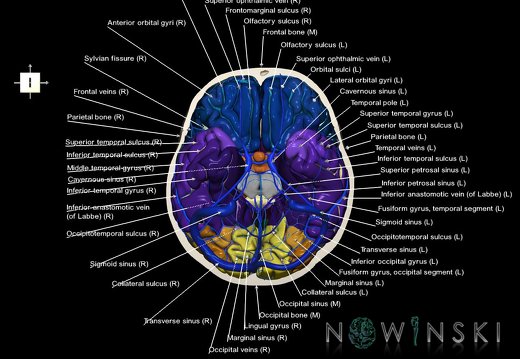 G8.T3.1-16.1-22.2 22.3.V6.C4-2.L1.Cerebrum-Intracranial venous system-Neurocranium-No skull base