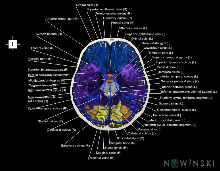 G8.T3.1-16.1-22.2_22.3.V6.C4-2.L1.Cerebrum-Intracranial_venous_system-Neurocranium-No_skull_base.tiff