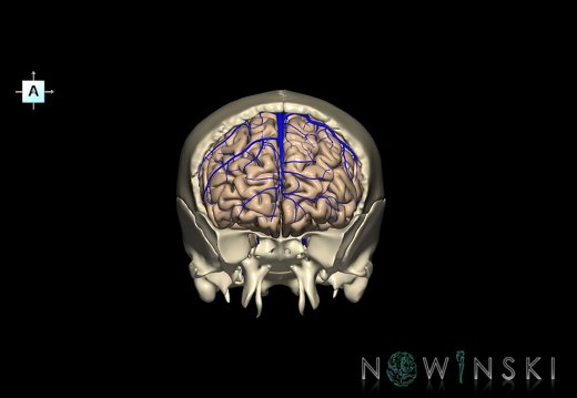 G8.T3.1-16.1-22.2 22.5.3.V1.C1.L0.Cerebrum-Intracranial venous system-Neurocranium-No frontal bone