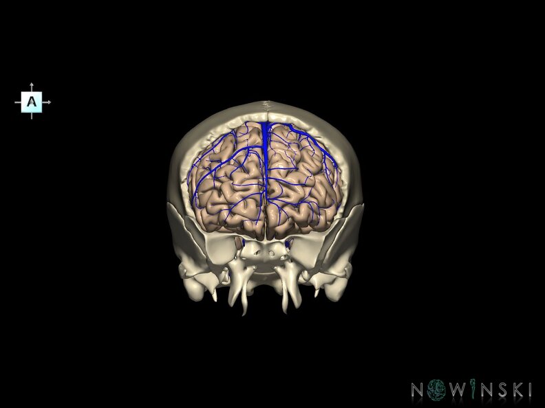 G8.T3.1-16.1-22.2 22.5.3.V1.C1.L0.Cerebrum-Intracranial venous system-Neurocranium-No frontal bone